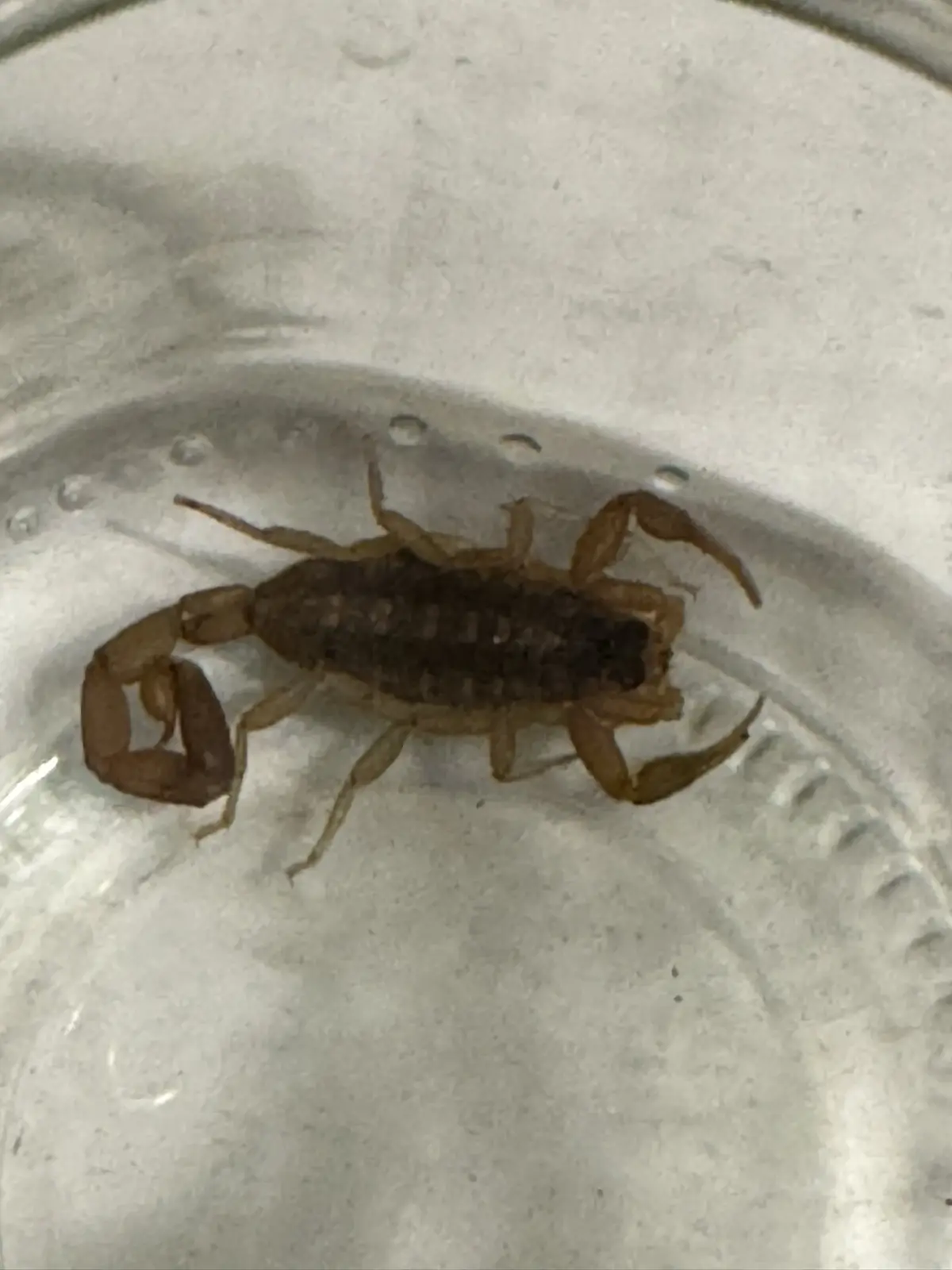 A small brown scorpion is visible inside a clear glass container, positioned near the bottom with its pincers and tail…