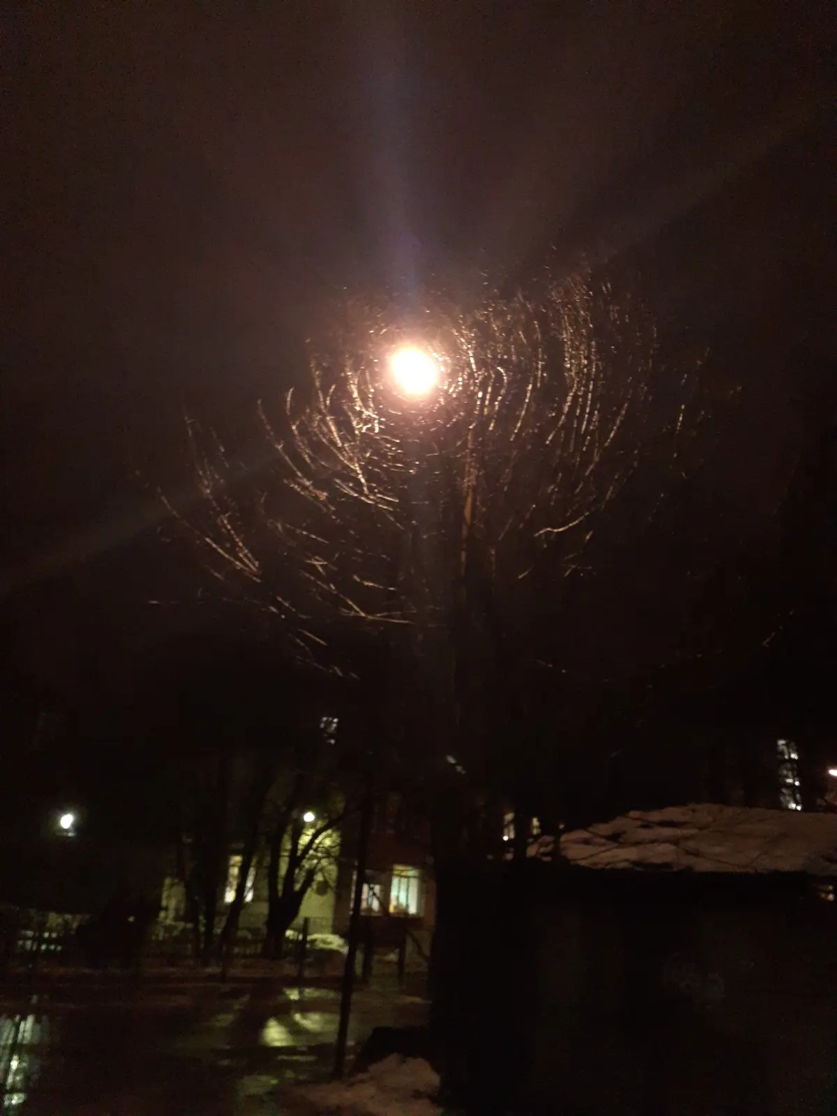 A nighttime photo shows a streetlight glowing brightly, with bare tree branches silhouetted against the dark sky around it…