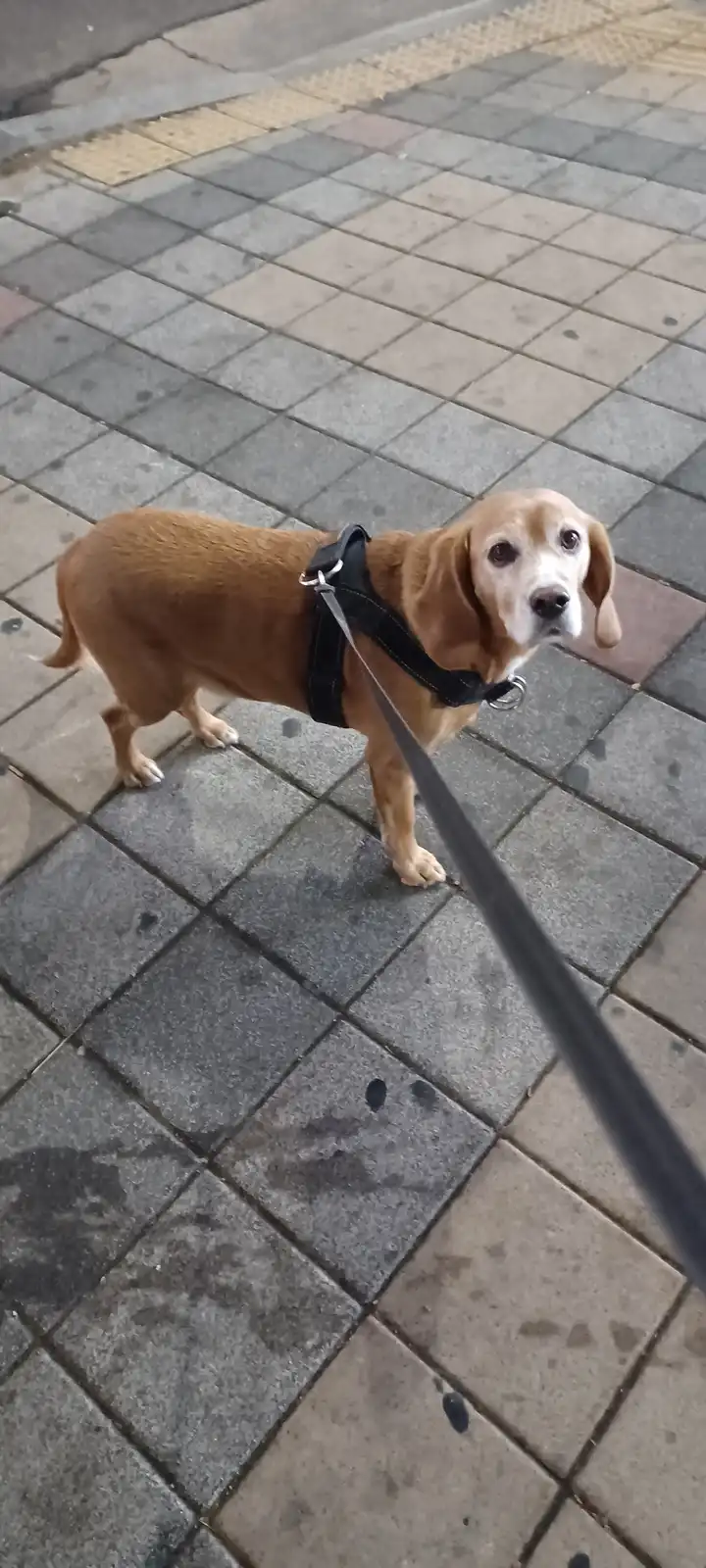 A tan dog wearing a black harness and leash stands on a tiled sidewalk, looking up at the camera with a slightly confused or…
