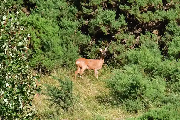 A brown deer stands in a grassy area surrounded by dense green bushes and trees, looking directly at the camera with a calm…