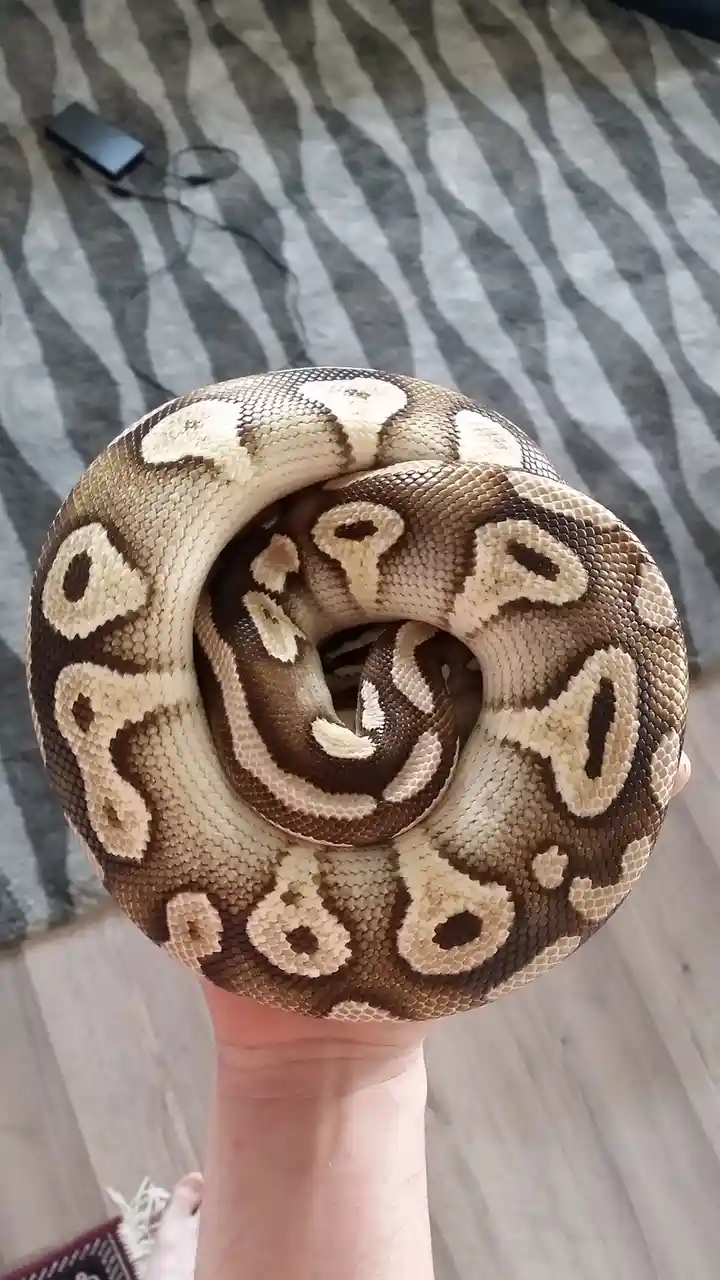 A person holds a coiled ball python with distinctive brown and cream patterns, its body forming a tight spiral. The snake's…