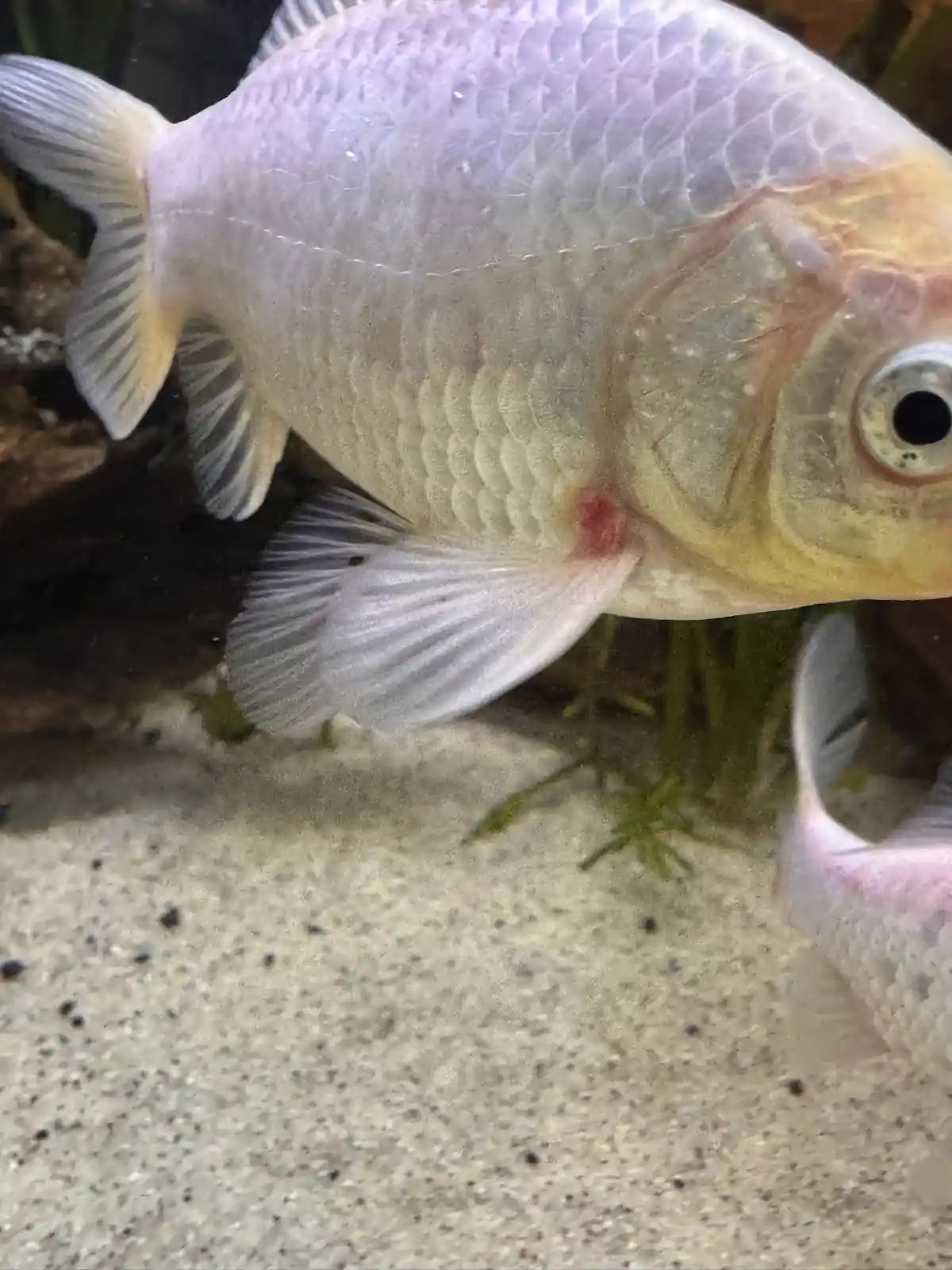 A close-up photo of a pale, translucent fish with a small red spot near its gill, swimming in an aquarium with sandy…
