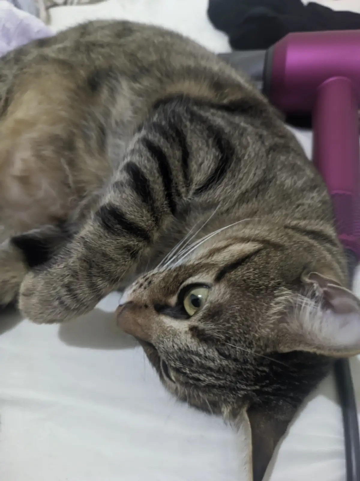 A tabby cat with green eyes lies curled on a white surface, looking up with a relaxed expression. A pink hairdryer rests…