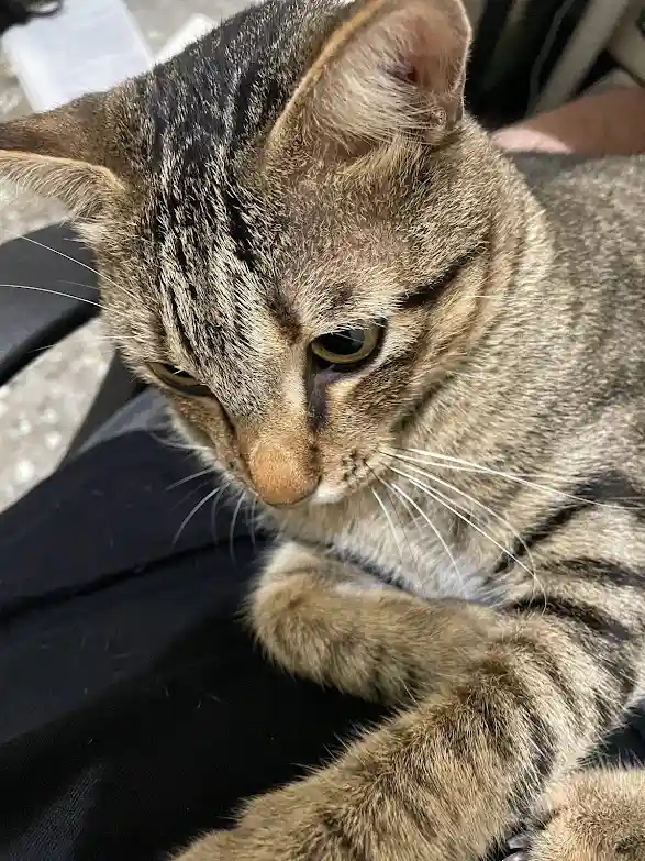 a close-up photo of a tabby cat with a grumpy, unimpressed expression, looking down and to the side while resting on a…