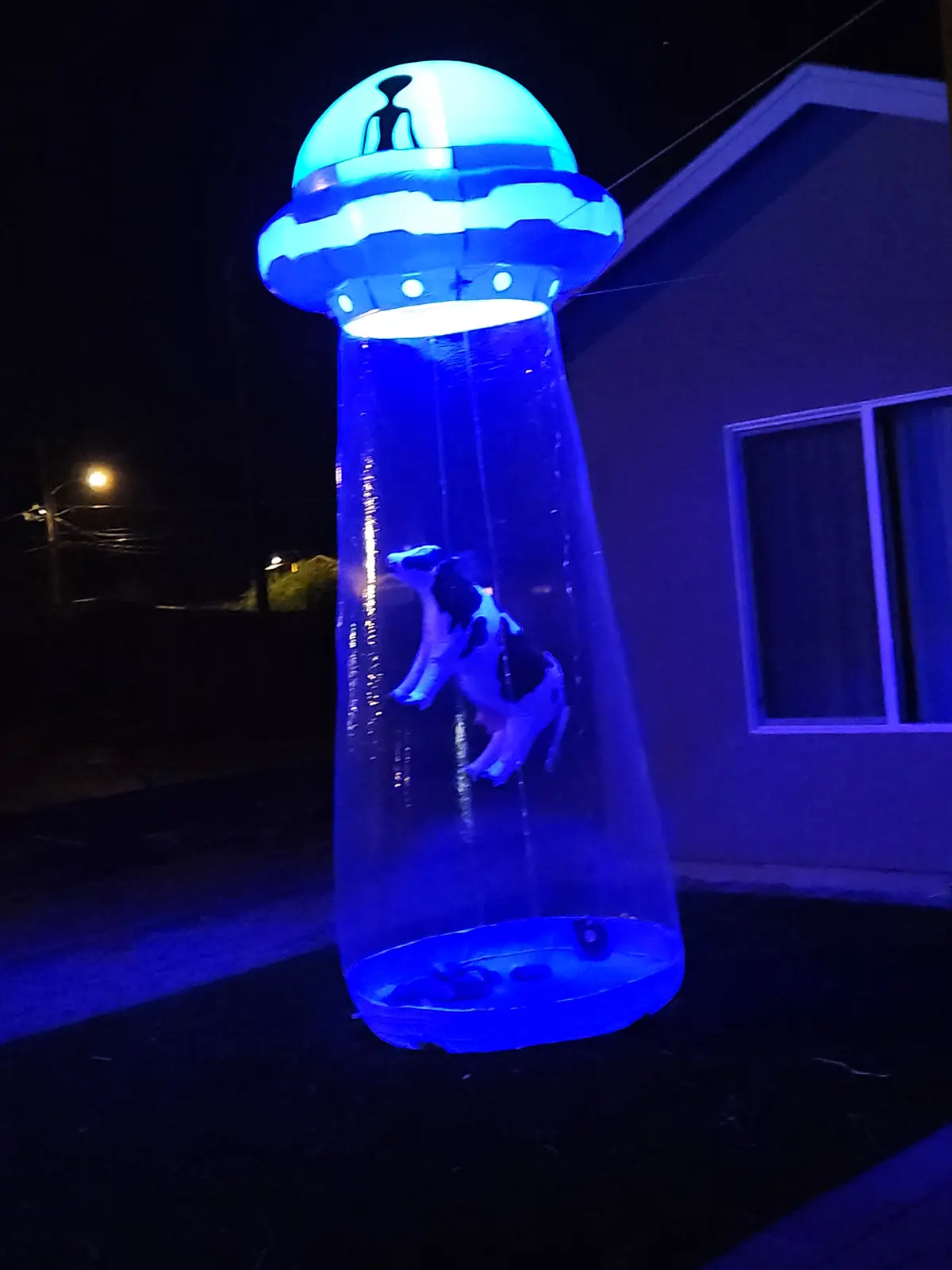 A large, glowing blue inflatable UFO decoration stands outside at night, with a black-and-white cow plush toy suspended…
