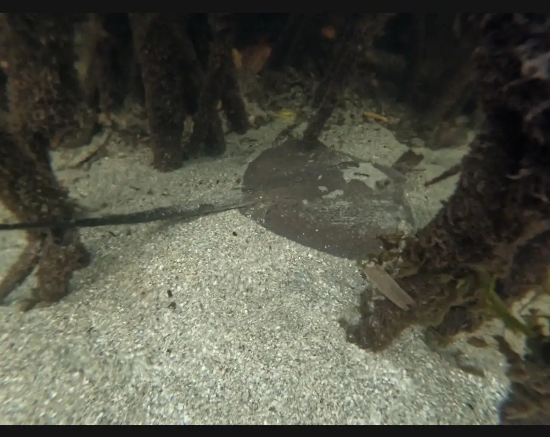 An underwater photo shows a stingray camouflaged on a sandy ocean floor among dark, root-like structures. The stingray's…