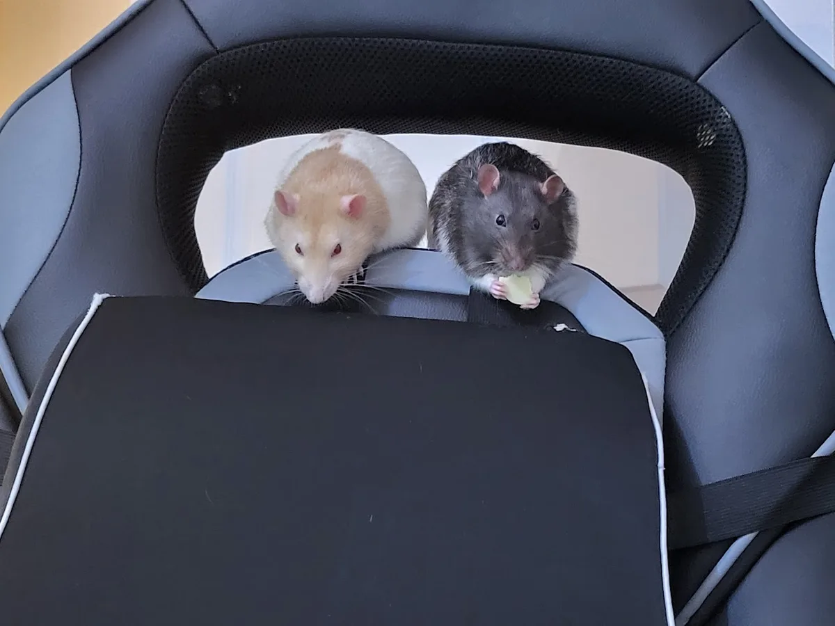 two rats, one light-colored and one dark, are perched on the headrest of a black and gray gaming chair, looking forward. The…