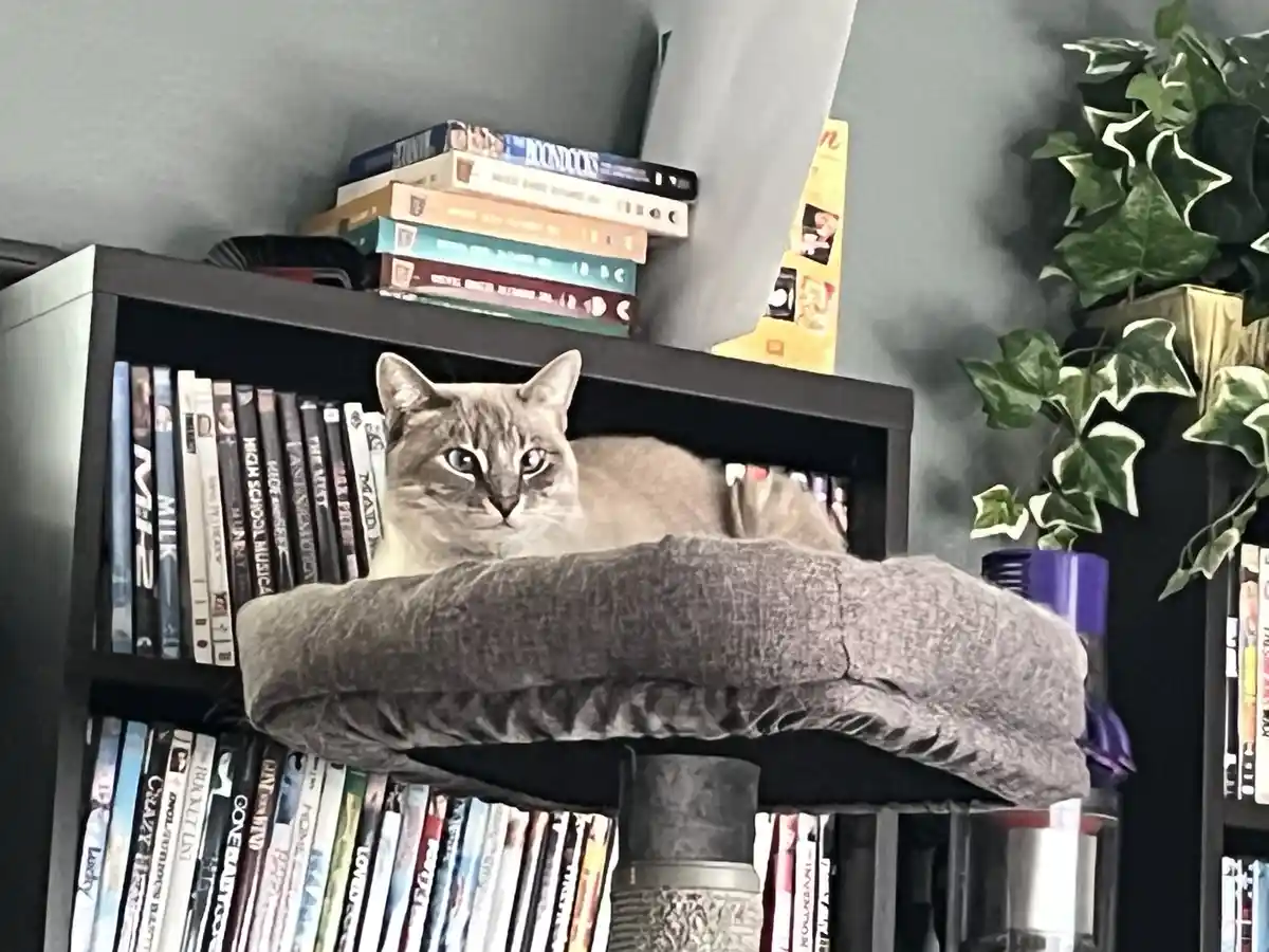 A grey cat with wide, alert eyes sits atop a grey cushioned perch, positioned on a black bookshelf filled with DVDs and…