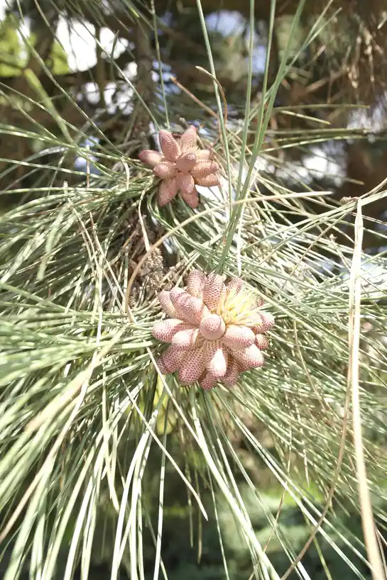 A close-up photograph shows two pinkish, flower-like pine cone buds nestled among long, slender green pine needles. The text…