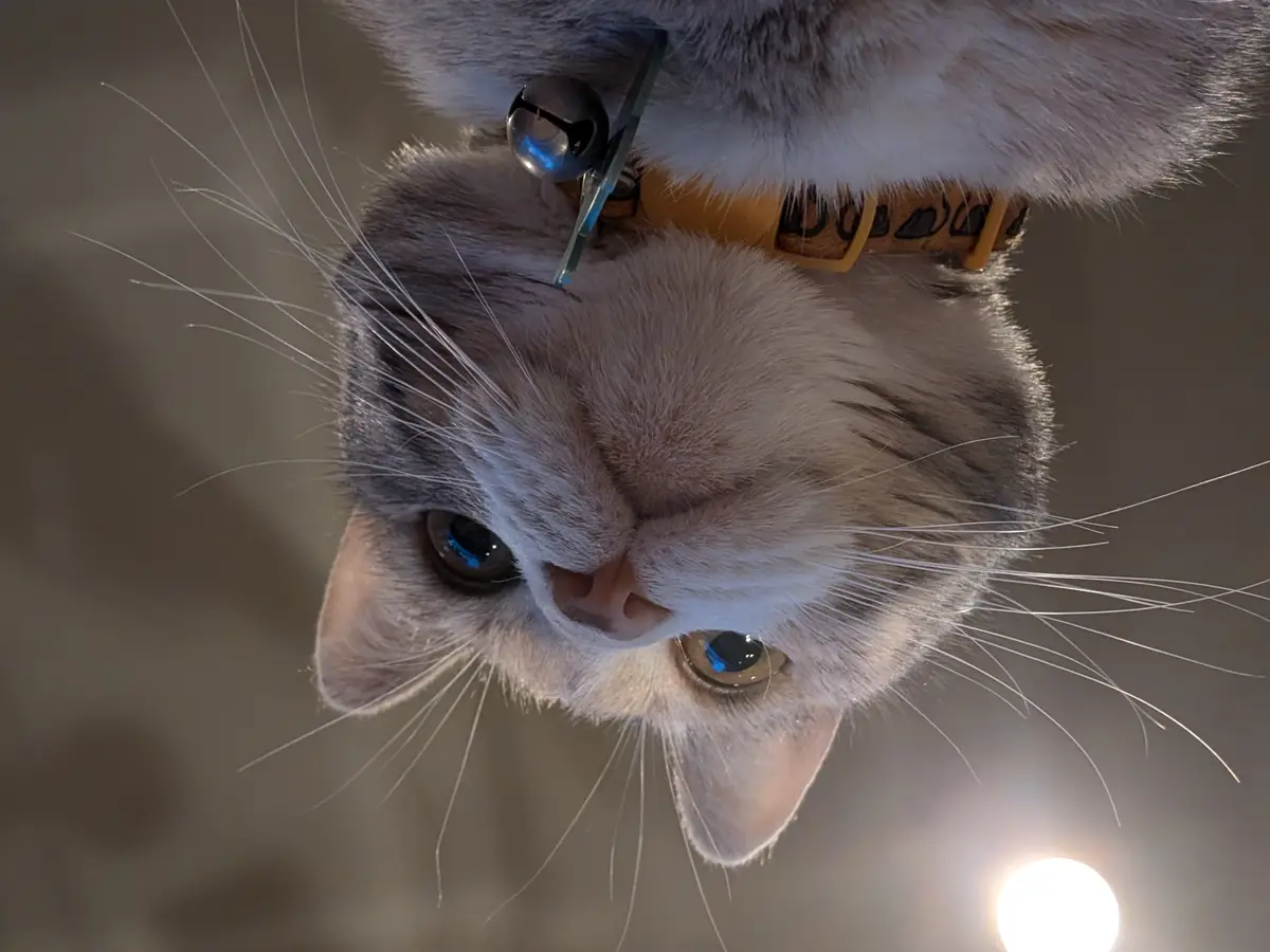 A close-up, upside-down photo of a fluffy gray and white cat looking down at the camera with wide, expressive eyes. The cat…