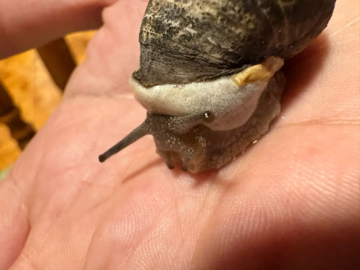 A close-up photo shows a large snail resting on a person's open palm, its head and one eyestalk visible. The snail's shell…