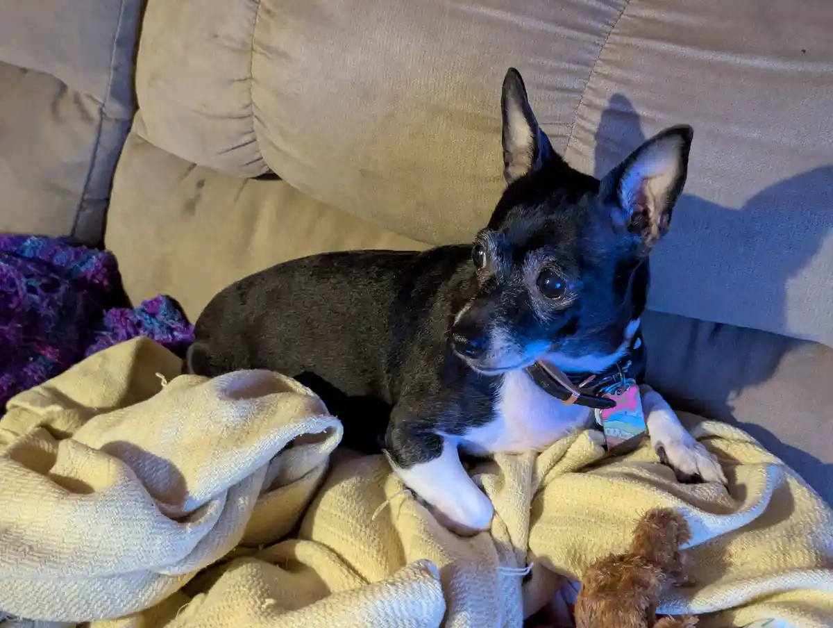 A small black and white dog with pointed ears lies on a beige blanket on a couch, looking directly at the camera with a…
