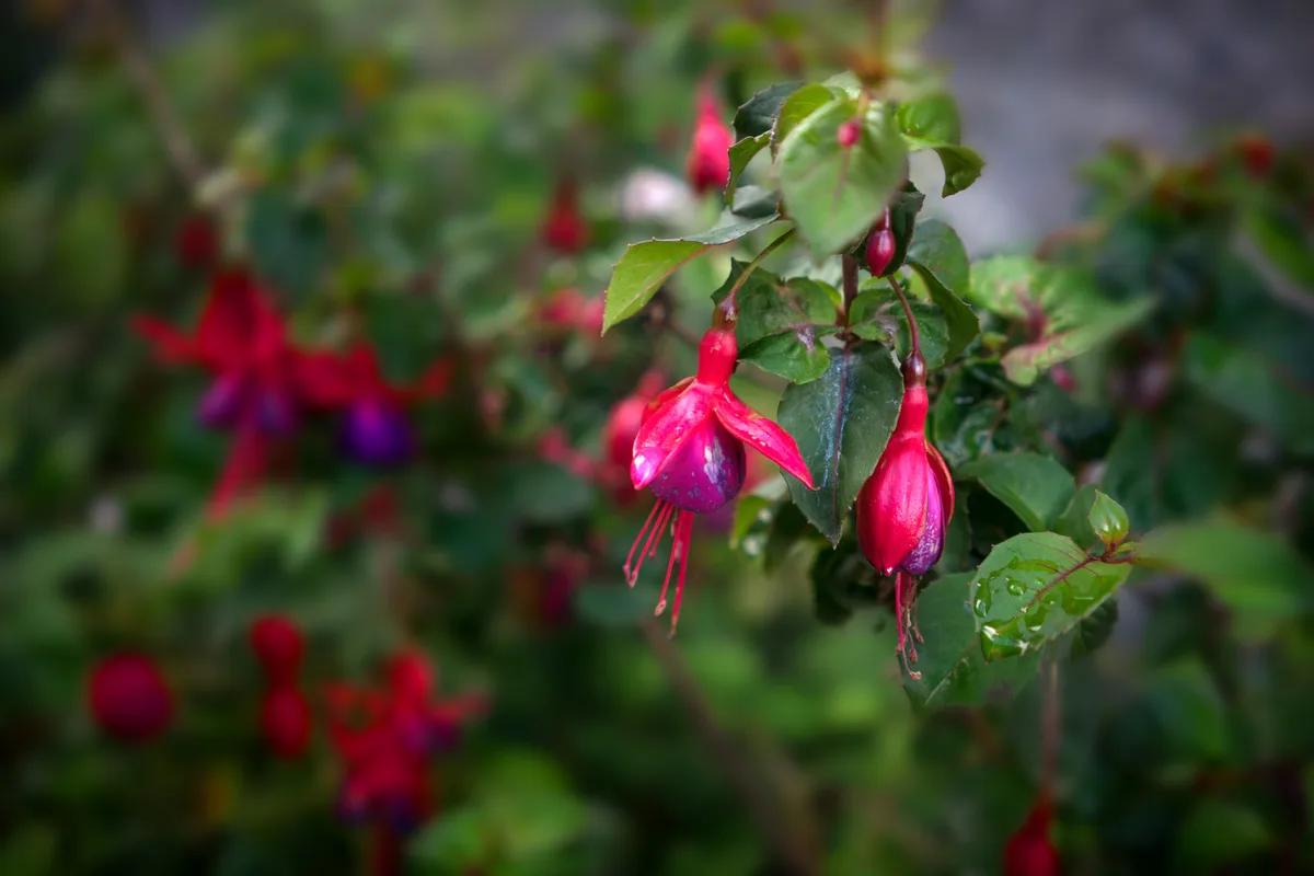 A close-up photograph of vibrant fuchsia flowers with red and purple petals hanging from green stems, set against a blurred…
