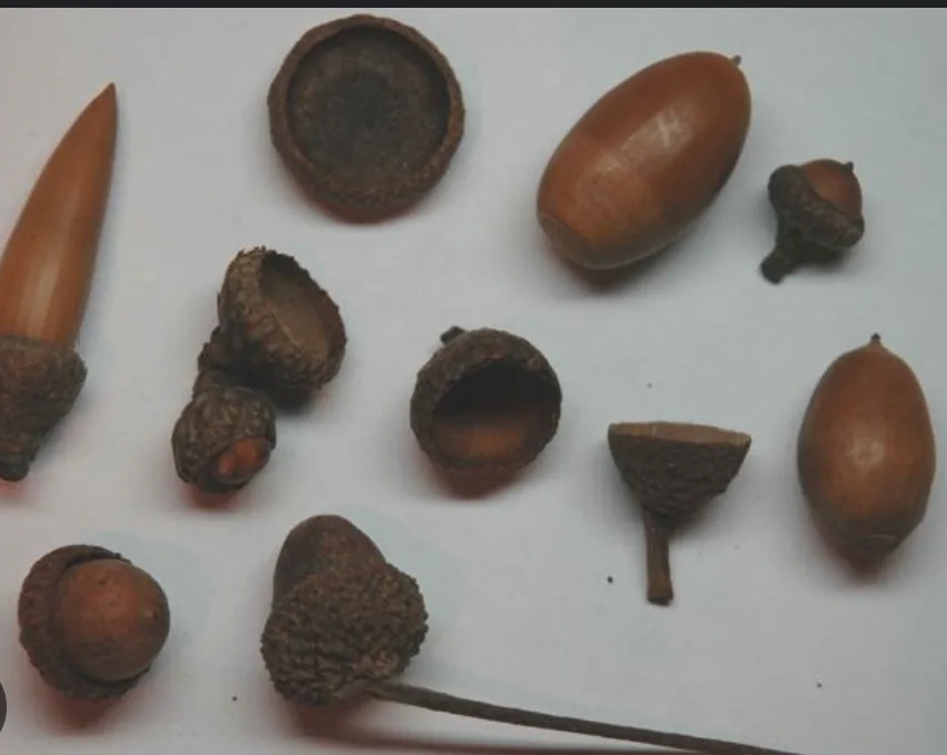 The Mighty Acorn: Nature's Little Marvel