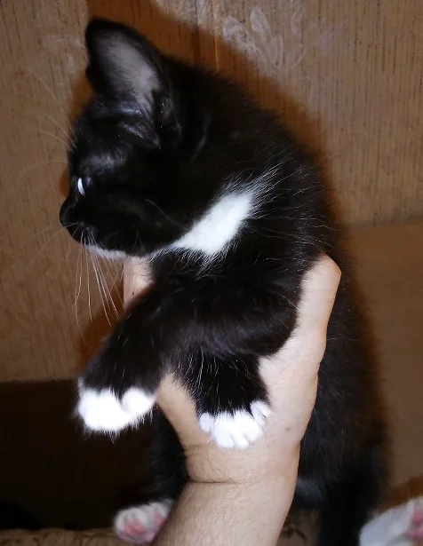A small black-and-white kitten with white paws and chest is being held upright by a person's hand, looking away with a…