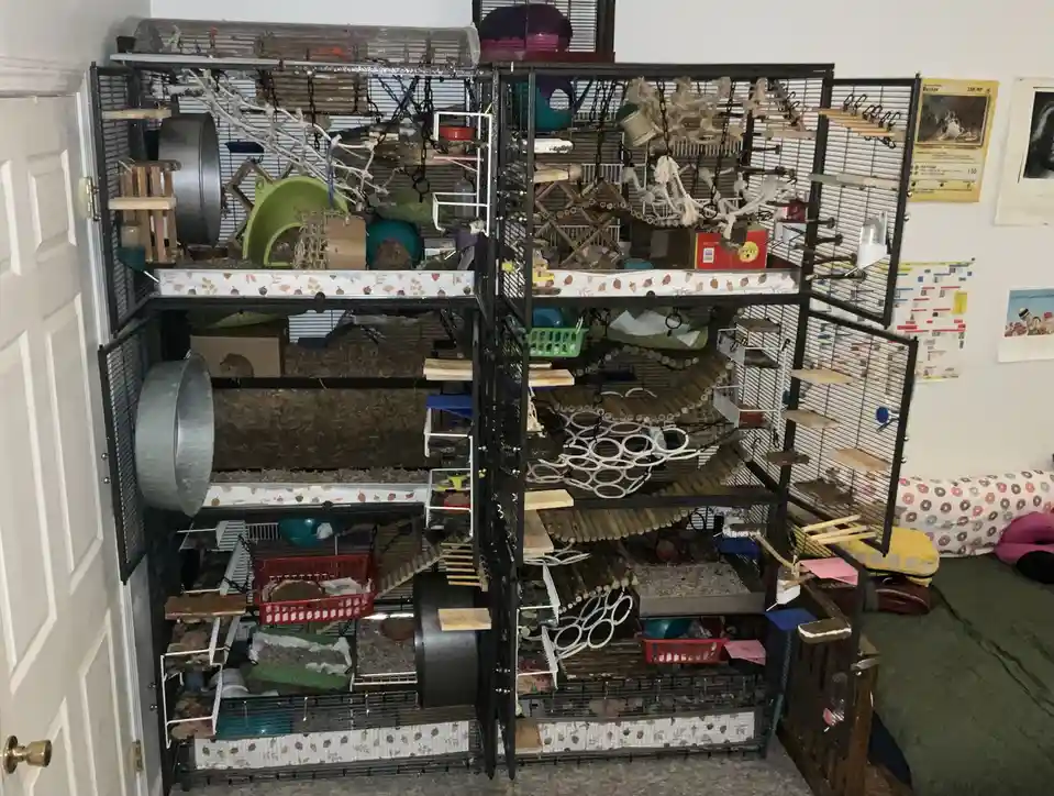 Check Out My Pet Rat's Awesome New Cage Setup!