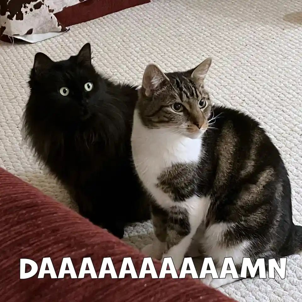 Two cats sit side-by-side on a textured white carpet next to a red fabric surface; the black cat on the left has wide…