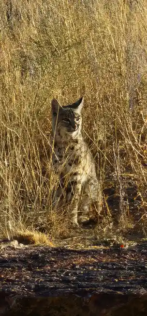 A bobcat is sitting upright in tall, dry, golden-brown grass, looking directly at the camera with a focused expression. The…