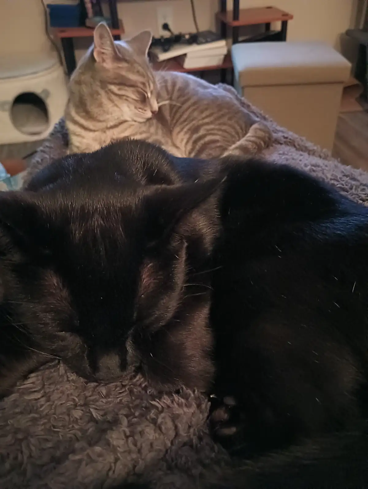 A black cat is sleeping soundly in the foreground on a fluffy gray blanket, while a gray tabby cat sleeps behind it. The…