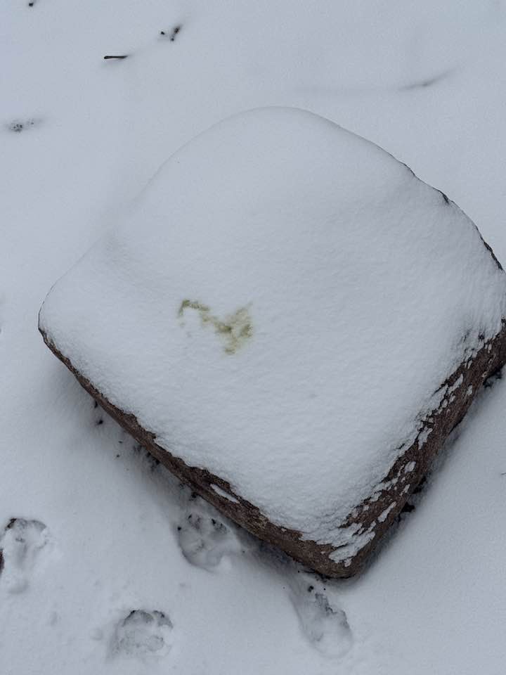 A snow-covered rock with a small, faint, yellowish squirrel-shaped imprint visible on its surface. Animal tracks are visible…