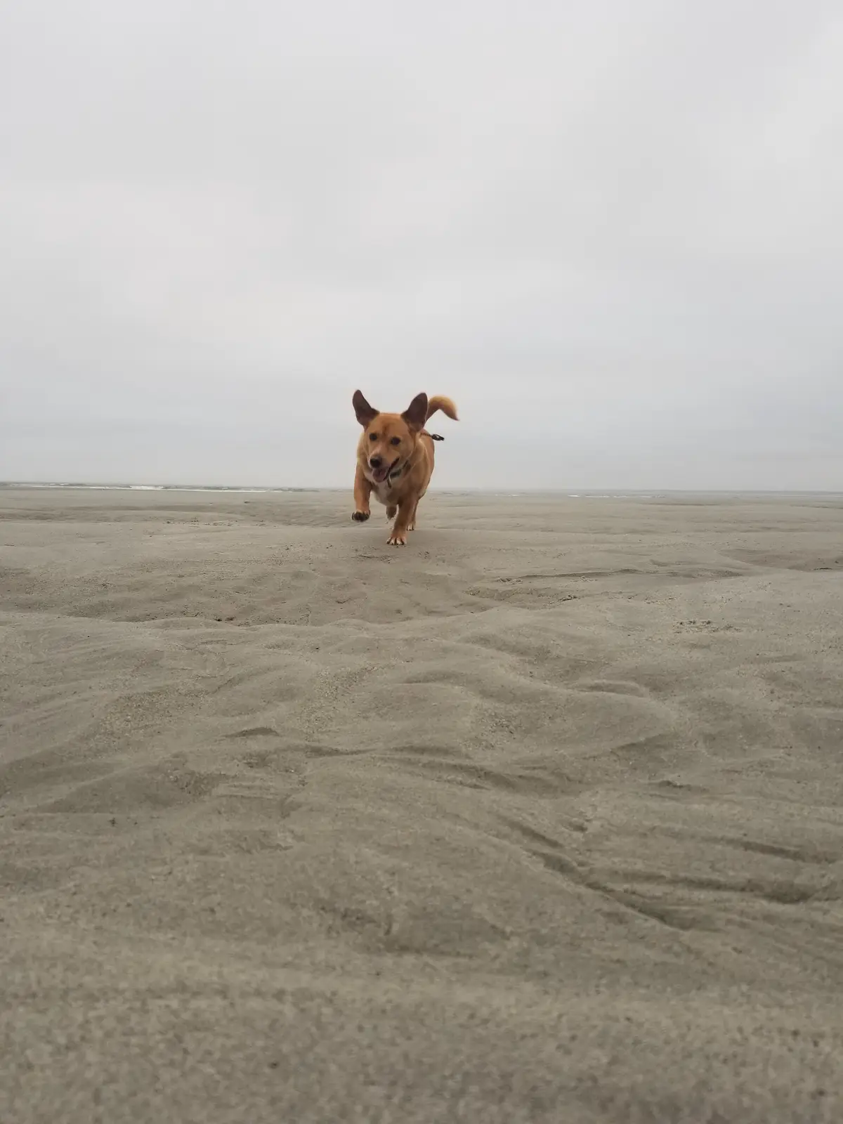 A tan dog with perky ears and a curled tail runs joyfully toward the camera across a wide, empty sandy beach under an…