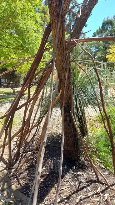A tree in a park has numerous thin, brown branches or sticks arranged around its trunk in a chaotic, teepee-like structure…