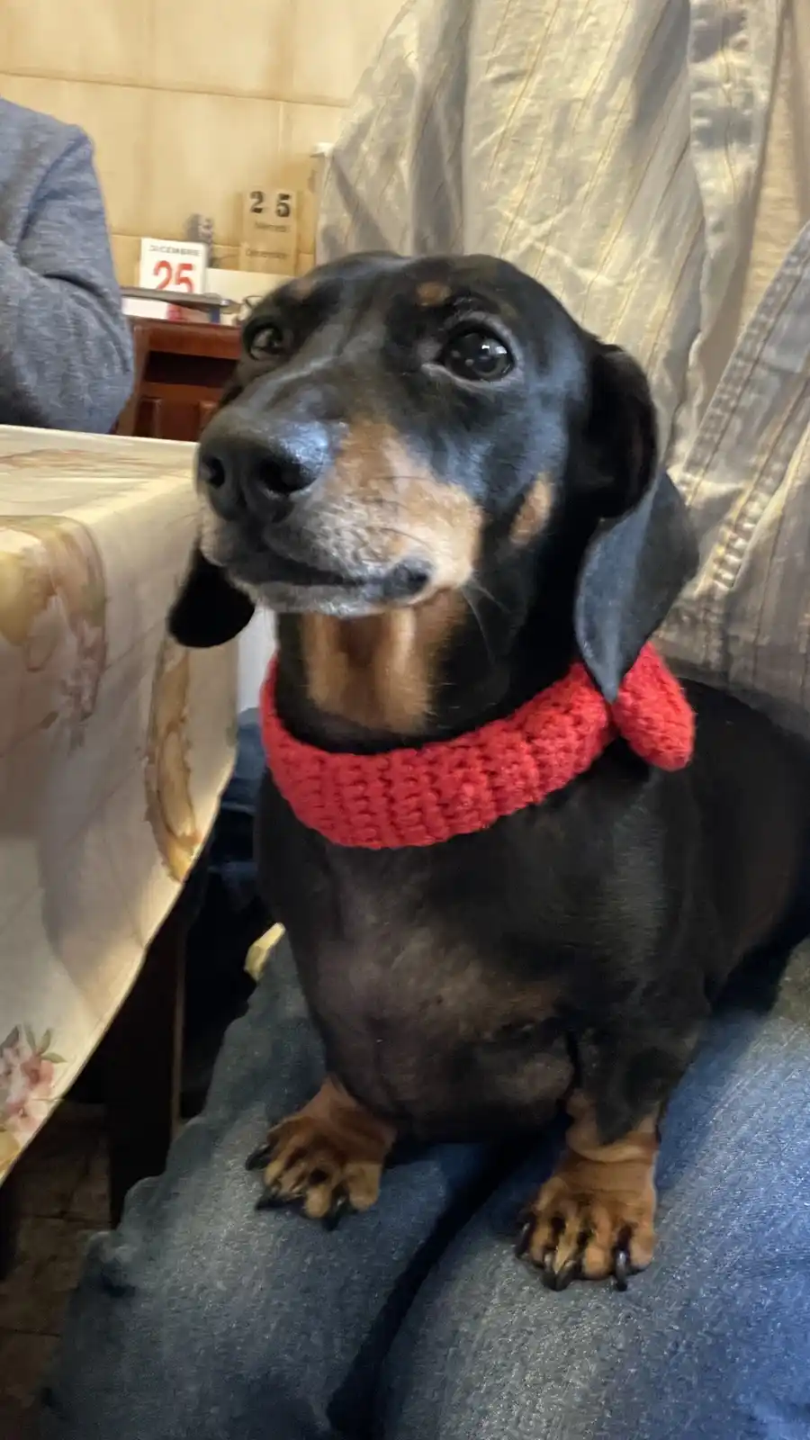 A black and tan dachshund with a red knitted scarf sits on someone's lap, looking up with a pleading or confused expression…