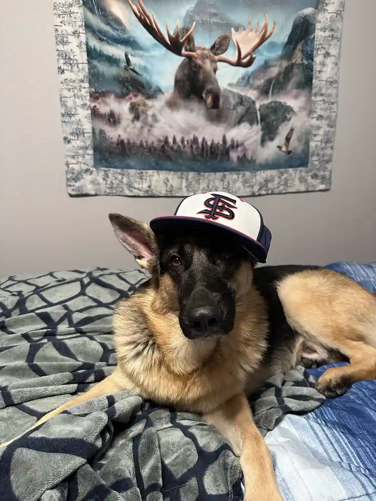 A german shepherd dog wearing a white and navy baseball cap with a red and black logo sits on a bed with a grey and blue…