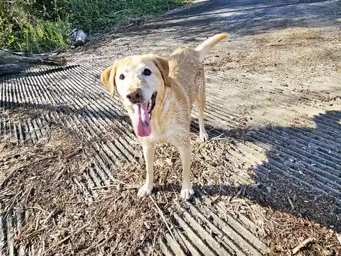 A wet, light-brown dog stands on a corrugated metal surface covered in wood chips, panting with its tongue out and looking…