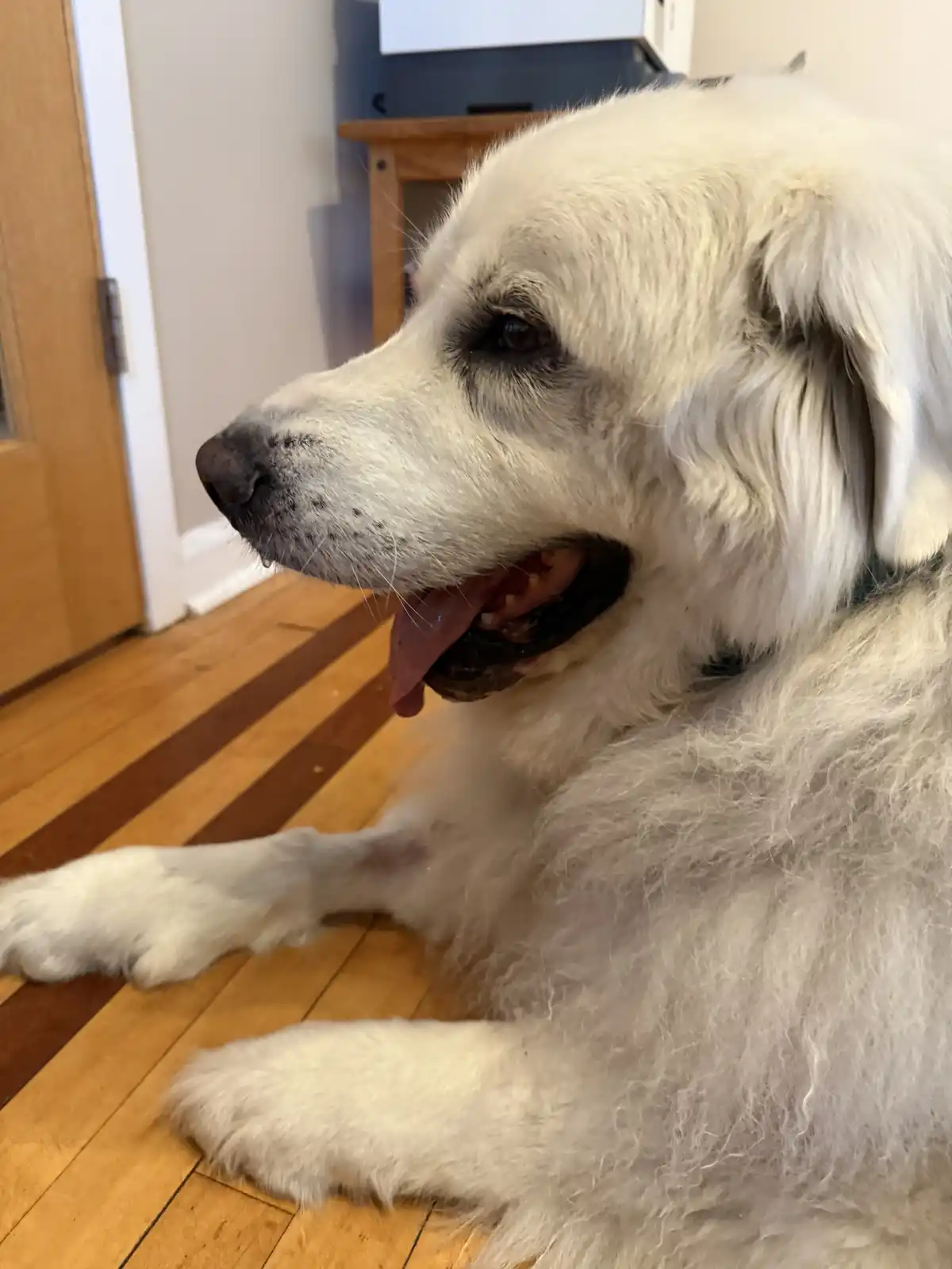 A large, fluffy white dog with a black nose and dark eyes is lying on a wooden floor with alternating light and dark brown…