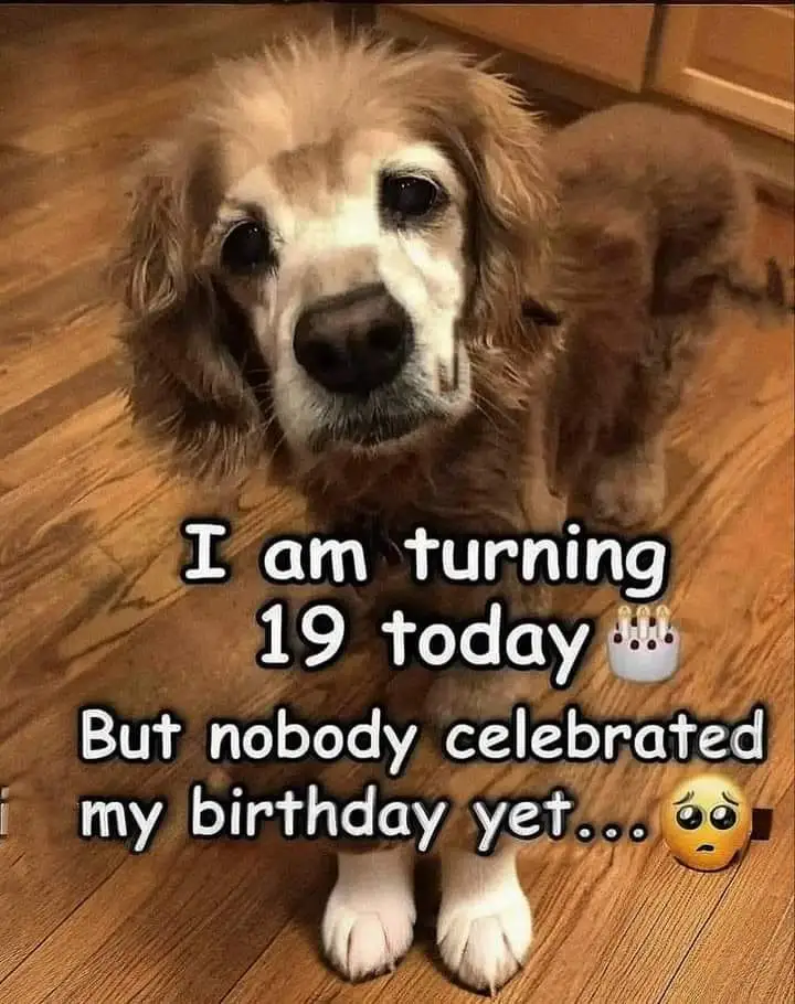 A close-up photo of an elderly golden retriever with white muzzle and sad eyes standing on a wooden floor. Overlaid white…