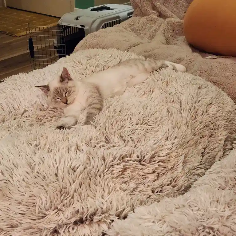 A light-colored cat with tabby markings is sleeping soundly on a fluffy, off-white rug. In the background, a pet carrier and…