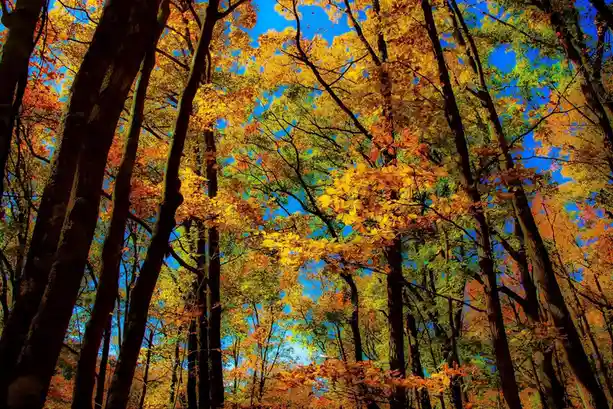 A vibrant, low-angle photograph of a forest canopy in autumn, with golden-yellow and orange leaves against a deep blue sky…