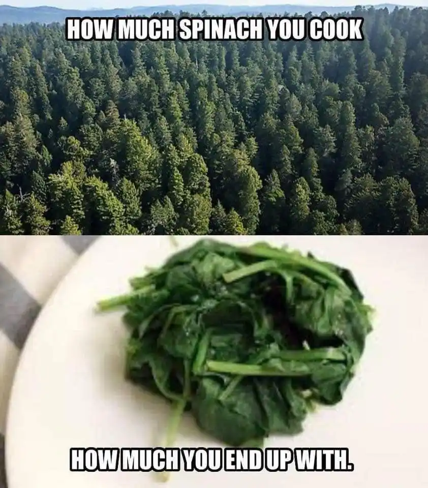 The image is split into two panels: the top shows an aerial view of a vast, dense forest of green trees, and the bottom…