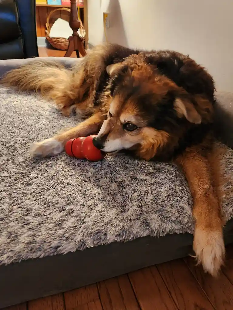A fluffy brown and black dog lies on a grey shaggy dog bed, lazily chewing on a red Kong toy. The dog's eyes appear tired or…