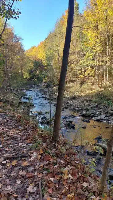 A scenic autumn forest view showing a rocky stream flowing through trees with vibrant yellow and orange leaves under a clear…