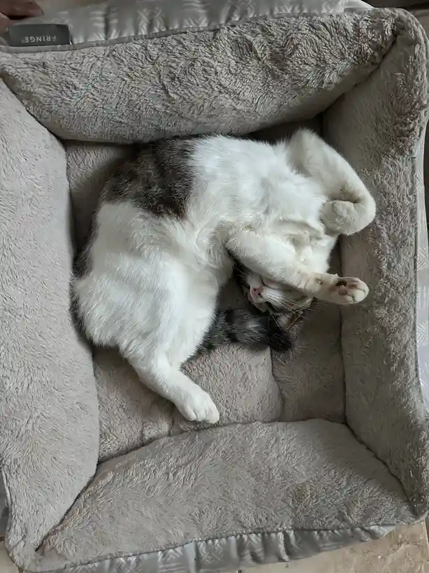 Meet Oliver: The Star of the Show