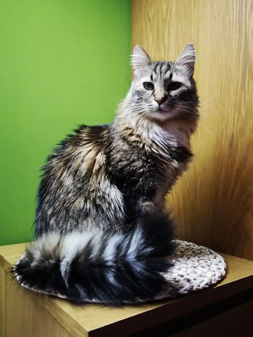 A fluffy, long-haired tabby cat with a slightly disheveled appearance sits regally on a woven mat atop a wooden shelf…
