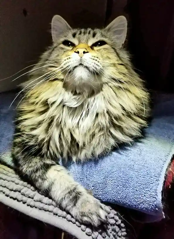 A fluffy, long-haired tabby cat with a grumpy expression sits on a blue towel, looking upward with narrowed eyes and a…
