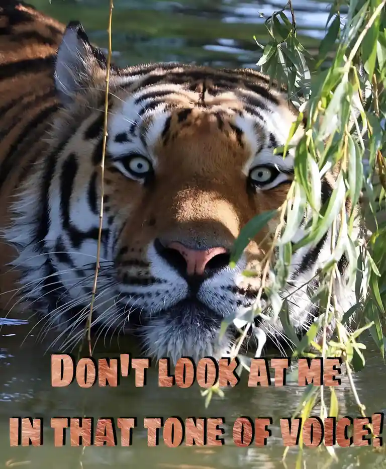 A close-up photo shows a tiger partially submerged in water, peeking through hanging green willow branches with an intense…