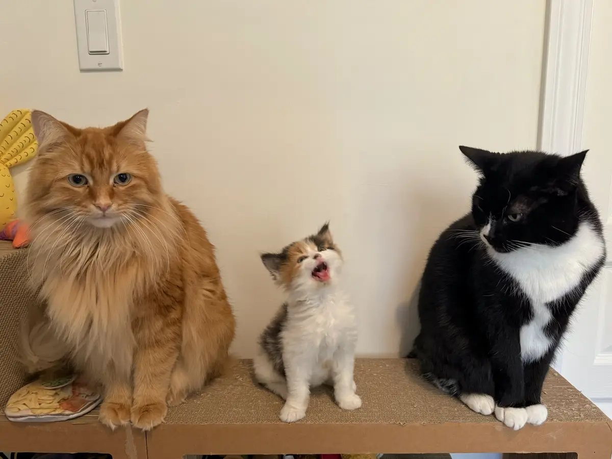 Three cats sit side-by-side on a cardboard surface: a fluffy orange cat on the left, a small calico kitten in the middle…