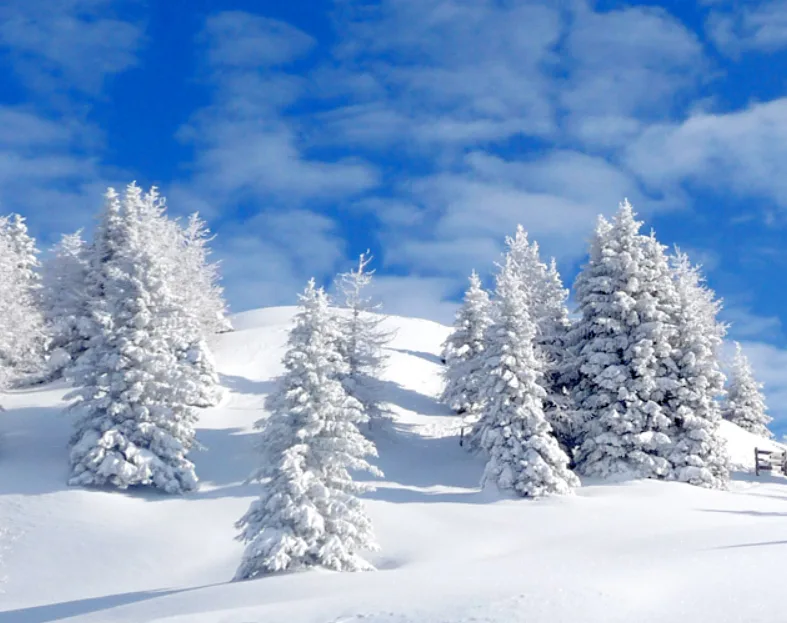 A serene winter scene shows snow-covered evergreen trees on a bright, snowy hill under a vivid blue sky with scattered…