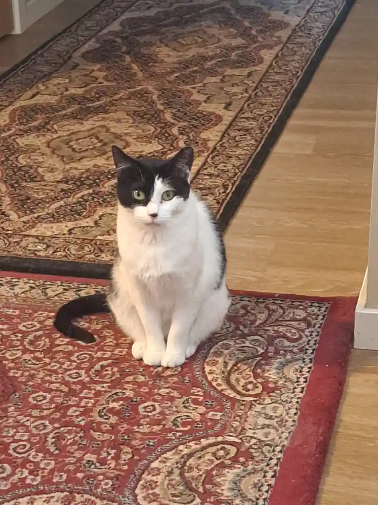 A black-and-white cat with green eyes sits upright on a patterned rug, looking directly at the camera with a serious…