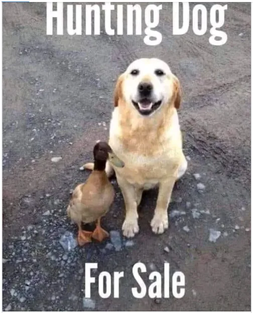 Mom's Memes: A Little Collection of Laughter