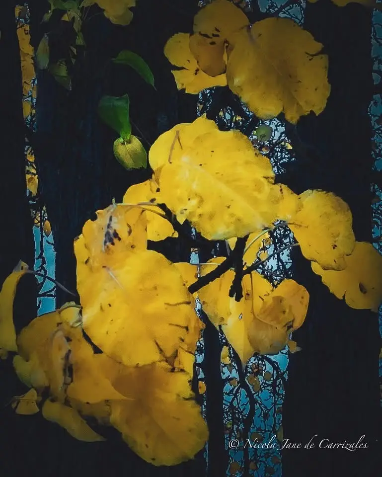 A close-up photograph of vibrant yellow autumn leaves on dark tree branches, with a few green leaves still clinging on, set…