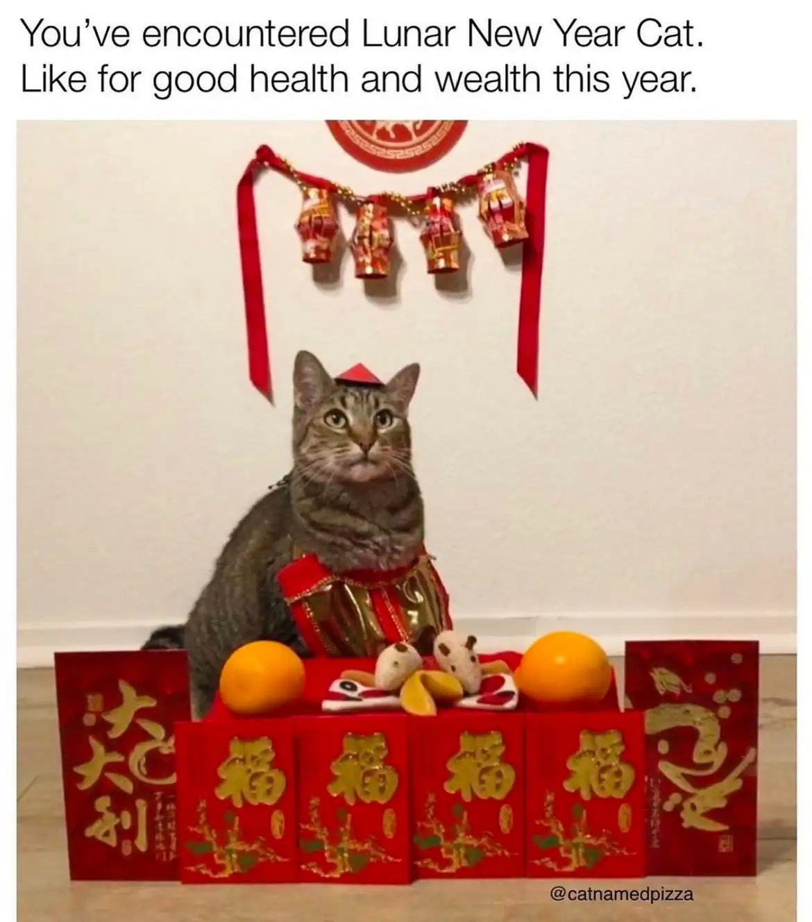 A tabby cat sits upright wearing a small red conical hat and a red and gold costume, positioned behind a row of red…