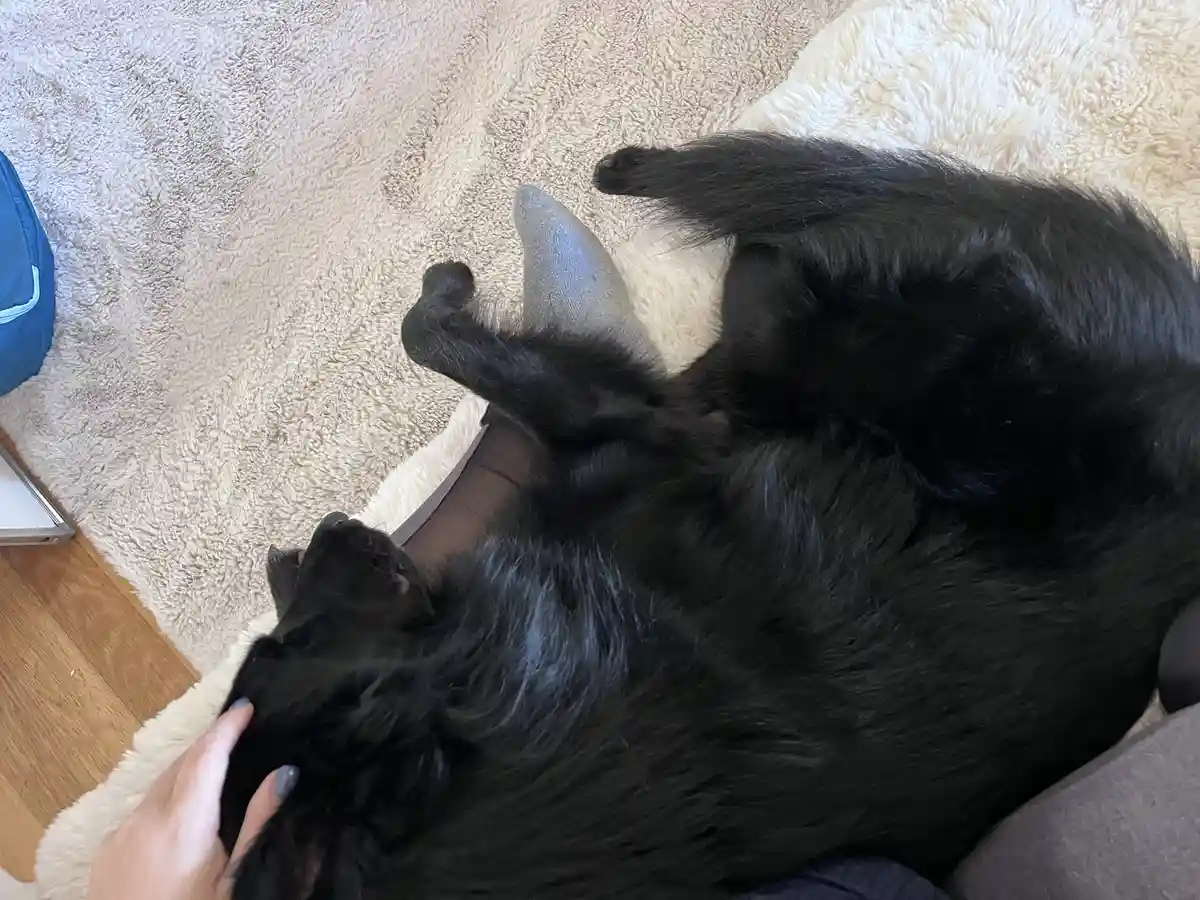 He Believes He's a Lap Dog, But He's Actually 21 Kilos!