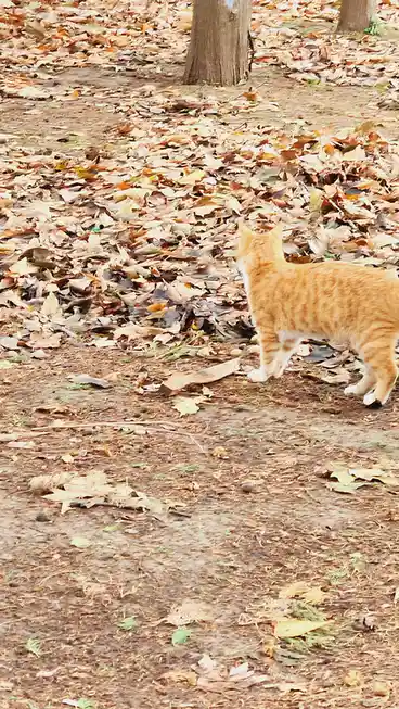 Adorable Kitty Playing Near the Blue Mosque in Istanbul