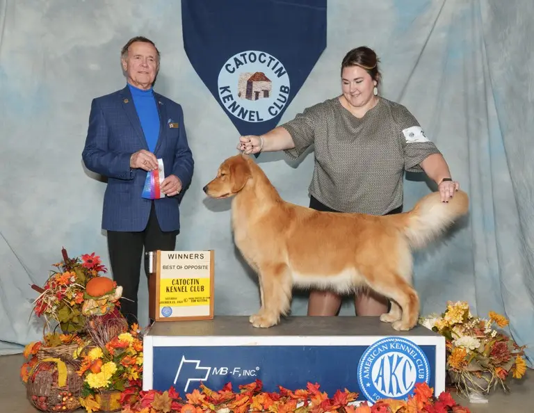 A golden retriever stands proudly on a dog show podium at the Catocatin Kennel Club event, flanked by a judge holding a…