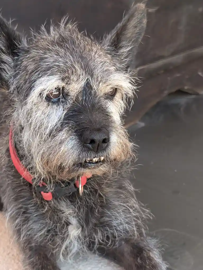 A close-up photo of a scruffy, gray and white terrier-like dog with a red collar, looking directly at the camera with its…